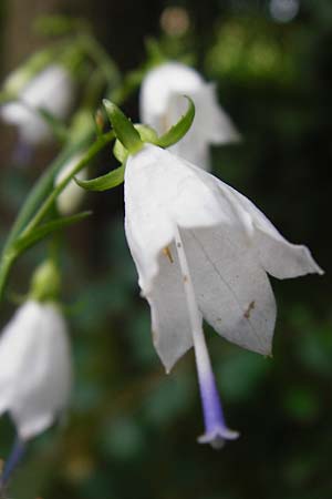 Adenophora liliifolia \ Lilienbl�ttrige Becherglocke, Wohlriechende Schellenblume / Common Ladybell, D Wallersdorf 25.7.2015