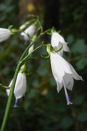 Adenophora liliifolia \ Lilienbl�ttrige Becherglocke, Wohlriechende Schellenblume / Common Ladybell, D Wallersdorf 25.7.2015