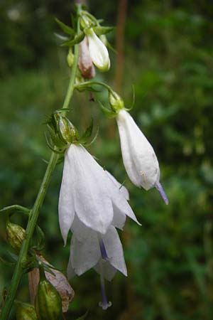 Adenophora liliifolia \ Lilienbl�ttrige Becherglocke, Wohlriechende Schellenblume / Common Ladybell, D Wallersdorf 25.7.2015