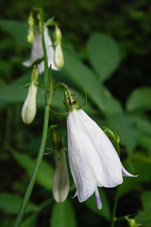 Adenophora liliifolia \ Lilienbl�ttrige Becherglocke, Wohlriechende Schellenblume / Common Ladybell, D Wallersdorf 25.7.2015