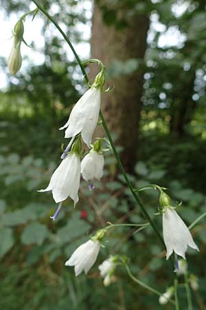 Adenophora liliifolia \ Lilienbl�ttrige Becherglocke, Wohlriechende Schellenblume / Common Ladybell, D Wallersdorf 25.7.2015