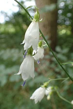 Adenophora liliifolia \ Lilienbl�ttrige Becherglocke, Wohlriechende Schellenblume / Common Ladybell, D Wallersdorf 25.7.2015