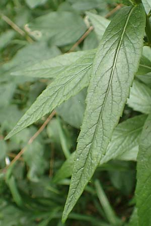 Adenophora liliifolia \ Lilienbl�ttrige Becherglocke, Wohlriechende Schellenblume / Common Ladybell, D Wallersdorf 25.7.2015