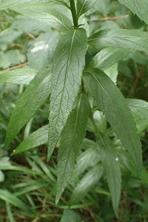 Adenophora liliifolia \ Lilienbl�ttrige Becherglocke, Wohlriechende Schellenblume / Common Ladybell, D Wallersdorf 25.7.2015