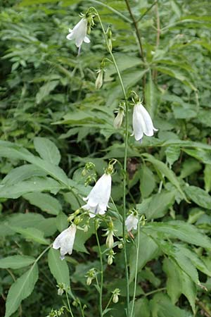 Adenophora liliifolia \ Lilienbl�ttrige Becherglocke, Wohlriechende Schellenblume / Common Ladybell, D Wallersdorf 25.7.2015