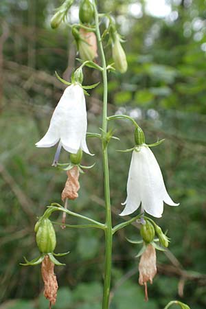 Adenophora liliifolia \ Lilienbl�ttrige Becherglocke, Wohlriechende Schellenblume / Common Ladybell, D Wallersdorf 25.7.2015