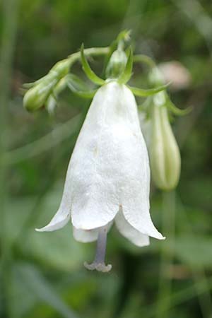Adenophora liliifolia \ Lilienbl�ttrige Becherglocke, Wohlriechende Schellenblume / Common Ladybell, D Wallersdorf 25.7.2015