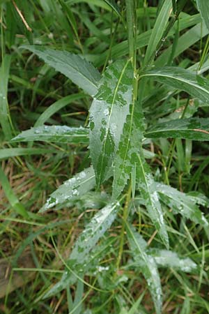Adenophora liliifolia \ Lilienbl�ttrige Becherglocke, Wohlriechende Schellenblume / Common Ladybell, D Wallersdorf 25.7.2015