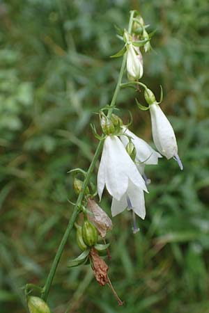 Adenophora liliifolia \ Lilienbl�ttrige Becherglocke, Wohlriechende Schellenblume / Common Ladybell, D Wallersdorf 25.7.2015