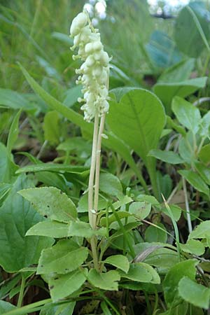 Orthilia secunda \ Birngr�n, Nickendes Wintergr�n / Serrated Winter Green, D Pfronten 28.6.2016