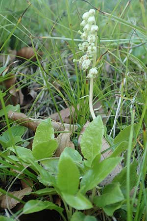 Orthilia secunda \ Birngr�n, Nickendes Wintergr�n / Serrated Winter Green, D Pfronten 28.6.2016