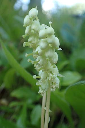 Orthilia secunda \ Birngr�n, Nickendes Wintergr�n / Serrated Winter Green, D Pfronten 28.6.2016