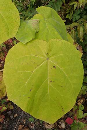 Paulownia tomentosa \ Blauglockenbaum / Princess Tree, Foxglove Tree, D Ludwigshafen 26.10.2021
