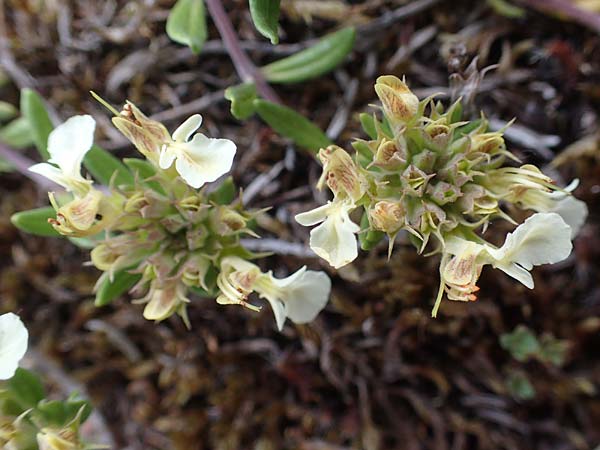 Teucrium montanum \ Berg-Gamander / Mountain Germander, D Th&uuml;ringen, Bad Frankenhausen 8.6.2022