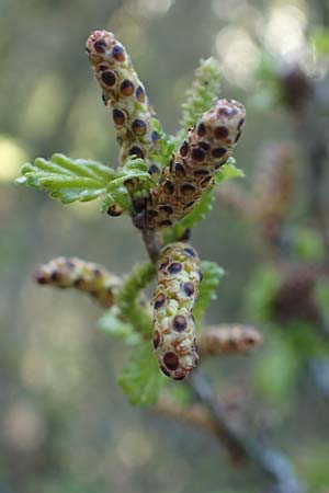 Betula humilis \ Strauch-Birke / Shrubby Birch, D Botan. Gar.  Universit.  Heidelberg 21.4.2016
