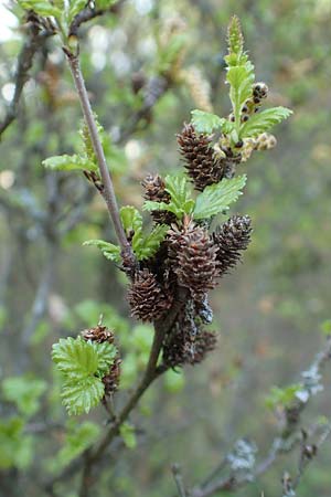 Betula humilis \ Strauch-Birke / Shrubby Birch, D Botan. Gar.  Universit.  Heidelberg 21.4.2016