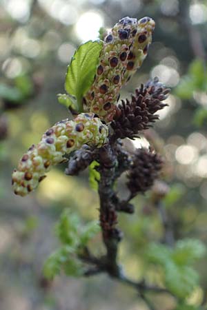 Betula humilis \ Strauch-Birke / Shrubby Birch, D Botan. Gar.  Universit.  Heidelberg 21.4.2016