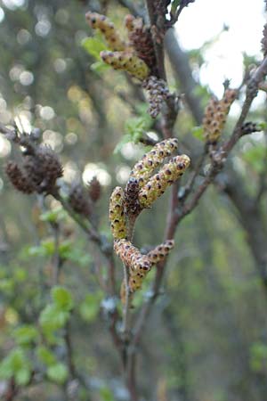 Betula humilis \ Strauch-Birke / Shrubby Birch, D Botan. Gar.  Universit.  Heidelberg 21.4.2016