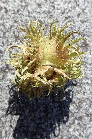 Corylus colurna \ Baum-Hasel / Turkish Hazel, D Mannheim 5.8.2017