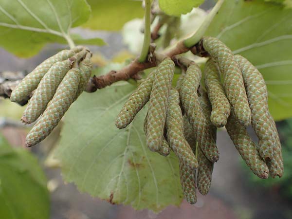 Corylus colurna \ Baum-Hasel / Turkish Hazel, D Mannheim 14.9.2017