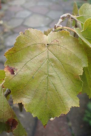 Corylus colurna \ Baum-Hasel / Turkish Hazel, D Mannheim 14.9.2017