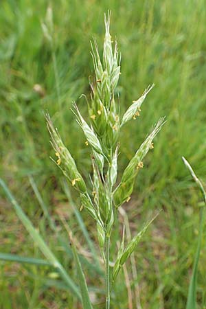 Bromus hordeaceus agg., Weiche Trespe