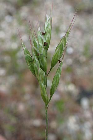 Bromus hordeaceus agg. \ Weiche Trespe / Soft Brome, D Mannheim 24.4.2022