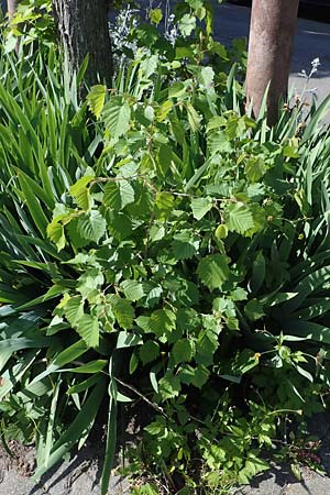 Corylus colurna \ Baum-Hasel / Turkish Hazel, D Mannheim 19.5.2023