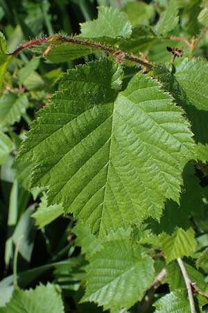 Corylus colurna \ Baum-Hasel / Turkish Hazel, D Mannheim 19.5.2023