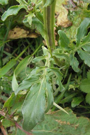 Barbarea intermedia \ Mittleres Barbarakraut / Medium-Flowered Winter Cress, D Schwarzwald/Black-Forest, Feldberg 18.5.2007