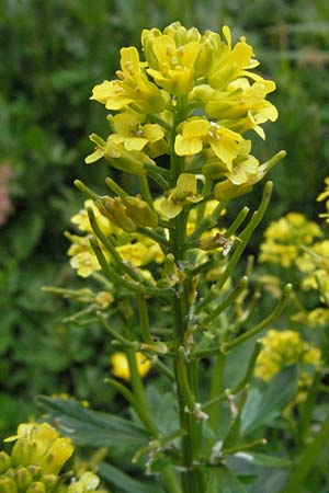 Barbarea intermedia \ Mittleres Barbarakraut / Medium-Flowered Winter Cress, D Schwarzwald/Black-Forest, Feldberg 18.5.2007