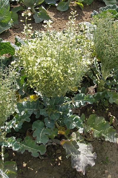 Brassica oleracea var. italica \ Brokkoli / Broccoli, D Botan. Gar.  Universit.  Mainz 11.7.2009