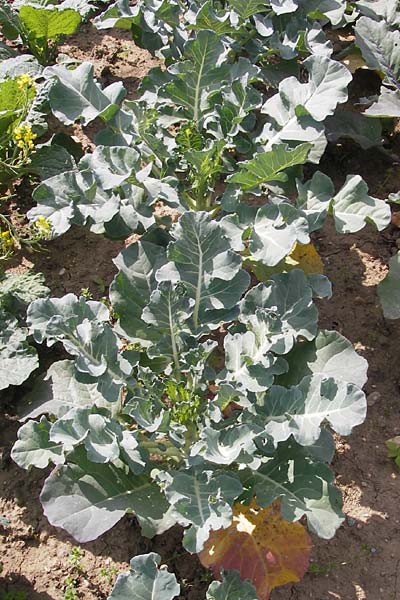 Brassica oleracea var. italica \ Brokkoli / Broccoli, D Botan. Gar.  Universit.  Mainz 11.7.2009