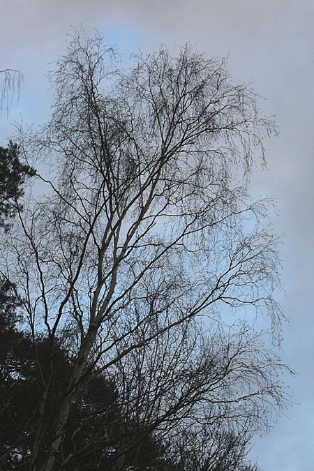 Betula pendula \ Gew�hnliche Birke, H�nge-Birke / Silver Birch, D Wachenheim 4.1.2015