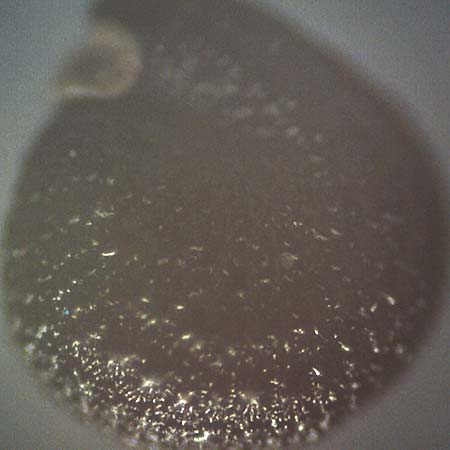 Portulaca papillatostellulata \ Papillenfr&uuml;chtiger Portulak / Papilla-Fruited Purslane, D Biblis 20.10.2018