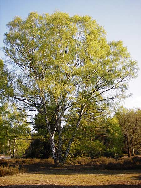 Betula pendula \ Gew�hnliche Birke, H�nge-Birke / Silver Birch, D Mannheim 22.4.2015