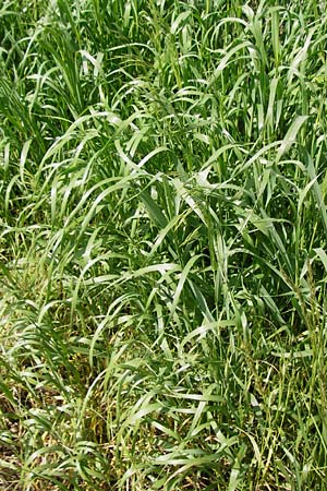 Bromus inermis \ Grannenlose Trespe / Hungarian Brome, D Sinsheim 15.5.2015