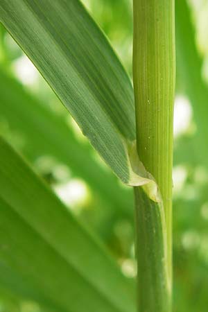 Bromus inermis \ Grannenlose Trespe / Hungarian Brome, D Sinsheim 15.5.2015