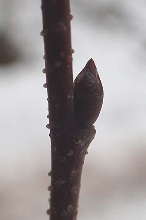 Betula pendula \ Gew�hnliche Birke, H�nge-Birke / Silver Birch, D Wachenheim 4.1.2015