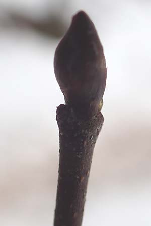 Betula pendula \ Gew�hnliche Birke, H�nge-Birke / Silver Birch, D Wachenheim 4.1.2015