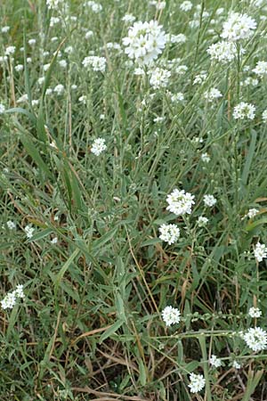 Berteroa incana \ Graukresse / Hoary Alyssum, D M&ouml;mlingen 10.9.2016