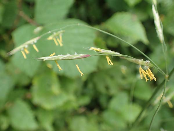 Bromus inermis \ Grannenlose Trespe / Hungarian Brome, D Odenwald, Reichelsheim 16.6.2017