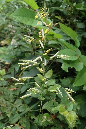 Bromus inermis \ Grannenlose Trespe / Hungarian Brome, D Odenwald, Reichelsheim 16.6.2017