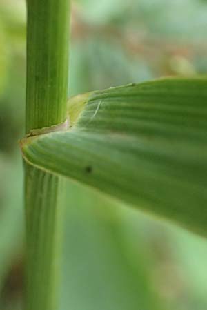 Bromus inermis \ Grannenlose Trespe / Hungarian Brome, D Odenwald, Reichelsheim 16.6.2017