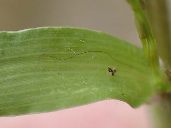 Digitaria sanguinalis \ Blutrote Fingerhirse / Hairy Finger-Grass, D Mannheim 17.9.2017