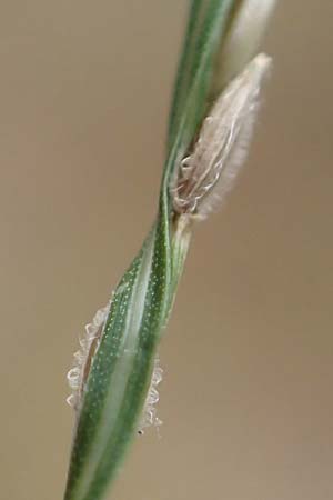 Digitaria sanguinalis \ Blutrote Fingerhirse / Hairy Finger-Grass, D Mannheim 17.9.2017