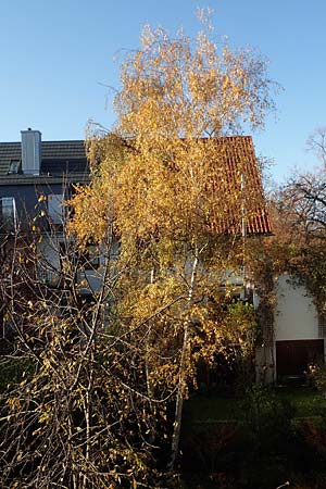 Betula pendula \ Gew�hnliche Birke, H�nge-Birke / Silver Birch, D Mannheim 19.11.2017