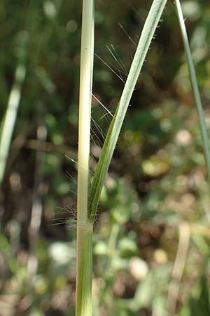 Bothriochloa ischoemum \ Gew�hnliches Bartgras / Bluestem, D Kaiserstuhl,  Burkheim 25.6.2018