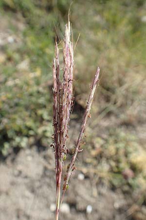 Bothriochloa ischoemum \ Gew�hnliches Bartgras / Bluestem, D Kaiserstuhl,  Burkheim 25.6.2018