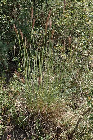 Bothriochloa ischoemum \ Gew�hnliches Bartgras / Bluestem, D Kaiserstuhl,  Burkheim 25.6.2018